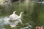 嫁给养父吉林：罕见白鸬鹚连续两年“故地重游”