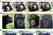 嫁给养父国际最新研究：机器人“打哈欠” 黑猩猩被传染